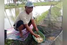 Pembudidaya Ikan Hias di Musi Rawas Terkendala Cuaca Ekstrem