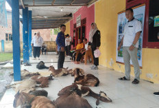 Dukung Pengembangan Usaha Budidaya Peternakan Kambing, Medco E & P Gelar Pembinaan di Desa Semangus Lama