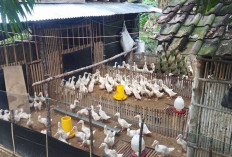 Peternak Bebek Peking Musi Rawas Optimistis Sambut Lonjakan Permintaan Lebaran