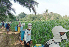 Petani di Musi Rawas Punya Kiat Mengatasi Hama Ulat Grayak Frugiferda yang Serang Jagung