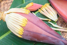 Jantung Pisang, Superfood Murah Meriah dengan Segudang Manfaat Kesehatan