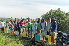 Minimalisir Resiko, Petani Musi Rawas Atasi Hama Wereng dengan APH