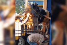 Kapolda Sumsel Kurban di Lubuk Linggau, Bobot Sapinya 1,1 Ton 