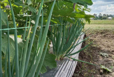 Untungnya Bertani Metode Tumpang Sari, Sudah Dibuktikan Petani Desa H Wukirsari Musi Rawas