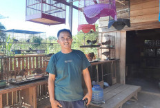 Dari Hobi Jadi Cuan, Kisah Warman Warga Muara Beliti Musi Rawas Tekuni Usaha Ayam Hias 