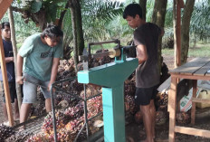 Petani Kelapa Sawit Kecamatan Selangit Lega Harga Jual TBS Berangsur Naik