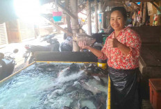 Jelang Nataru Optimis Permintaan Melonjak, Harga Ikan Nila di Lubuk Linggau Masih Stabil