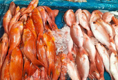Kakap Merah dan Kerapu Jumbo Laris Diserbu Pembeli