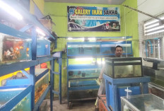 Sukses Bisnis Ikan Hias dari Galery Ikan Sakha Lubuk Linggau