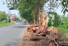 Pohon Tua di Pinggir Jalan Lintas Tugumulyo Berpotensi Mengancam Keselamatan Pengguna Jalan