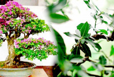 Tanaman Liar Bisa Dijadikan Bonsai, Ini 10 tanaman Bisa Jadi Inspirasi dalam Pot Dangkal