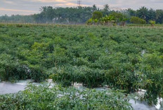 Semangat Petani Muda Megang Sakti Musi Rawas: Gagal Bisnis Melon, Sukses Tanam Cabai Merah