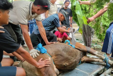 Berkurban Saat Idul Adha jadi Jalan Mensucikan Harta, ini Golongan yang Dianjurkan Berkurban