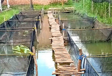Usaha Penetasan Telur Ikan Gurame di Musi Rawas Cukup Menjanjikan 