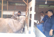 26 Sapi Milik BAZNAS Kabupaten Musi Rawas Siap Dijadikan Herwan Kurban