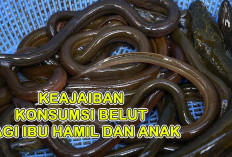 Baik Bagi Ibu Hamil dan Anak, Keajaiban dengan 7 Manfaat Konsumsi Belut Bagi Kesehatan Tubuh 