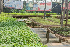 Warga P1 Mardiharjo Musi Rawas Raup Cuan dari Usaha Pembibitan Tanaman Sayuran