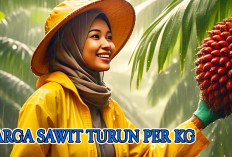 Harga Sawit Sumsel Periode Juni 2025 Turun, Berdasarkan Usia Hanya Segini 