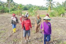 Petani Musi Rawas Keluhkan Teknik Jual Jagung ke Bulog 
