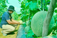 Berani Hadapi Resiko, Petani Musi Rawas Budidayakan Melon Musim Penghujan