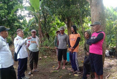 Antisipasi Gangguan Hama Petani di Musi Rawas Rutin Lakukan Gerdal 