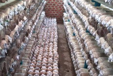 Warga Musi Rawas Sukses Kembangkan Usaha Jamur Tiram 