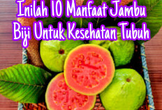 Inilah 10 Manfaat Jambu Biji Untuk Kesehatan Tubuh, Yuk Simak Disini!