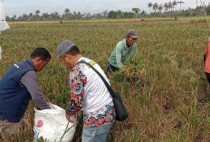3 kelompok Tani Di Desa L Sidoharjo Saat ini Sudah Mulai Memasuki Musim Panen Padi