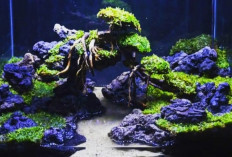 5 Tema Bonsai Aquascape Paling Populer 2024 untuk Mempercantik Tampilan Akuarium, Keren Abis!