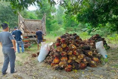 Perkebunan Sawit di Musi Rawas Terus Bertambah, Ini Penyebabnya 