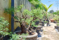 Usaha Bibit Buah-Buahan Dan Bonsai Sangat Menjanjikan di Musi Rawas