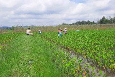 Untungnya Bertani Genjer, Warga Tugumulyo Musi Rawas Layani Banyaknya Peminat
