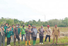 Terbukti Efektif, Begini Cara Pengendalian Hama Tikus di Musi Rawas