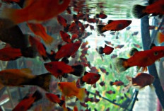 5 Rekomendasi Ikan Air Tawar yang Cocok untuk di Pelihara dalam Akuarium