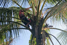 Musim Hujan, Ganggu Produksi Gula Merah di Musi Rawas