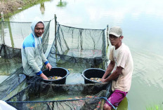Sardi Berhasil Kembangkan Bibit Ikan Koi Sejak Tahun 2015 