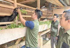 Tim Pusekswan di Lubuk Linggau Segera Cek Kesehatan Hewan Kurban