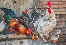 9 Jenis Ayam Hias yang Cocok jadi Peliharaan Rumah, Ini Ciri-cirinya Ayam Hias Mungil Mendominasi