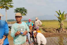 Jaga Hasil Produksi Padi, Petani di Musi Rawas Lakukan Gerdal Gunakan Mercon