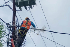 Strategi Preventif PLN Amankan Jaringan Listrik dari Potensi Gangguan Satwa di Bengkulu