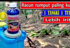 10 Racun Rumput Terampuh Pilihan Aman dan Efektif untuk Mengendalikan Gulma