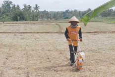 Antisipasi Pengeringan Saluran Irigasi, ini yang Dilakukan Petani di Satan Indah Jaya Musi Rawas 