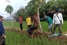 Gerak Cepat POPT Bersama Petani Lakukan Gerdal Agar Serangan Tikus Tidak Meluas
