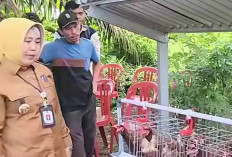 Ketersediaan Daging Sapi di Lubuk Linggau Cukup, Aman Hingga Menjelang Ramadan 