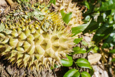 2023 Bukan Sumsel Penghasil Durian Terbanyak di Indonesia, Provinsi Pulau Jawa Juaranya