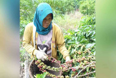 Petani Kopi di Musi Rawas Mengeluh, Harga Kebutuhan Pokok Naik tapi Harga Kopi Anjlok