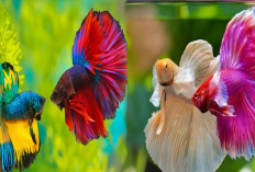 Suhar Warga Desa D Tegal Rejo Sukses Membudidaya Ikan Cupang Jenis Halfmoon , Avatar, Multicolor