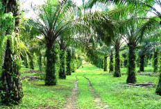 Luas Kebun Kelapa Sawit di Muratara Bertambah, Namun Harga TBS Anjlok