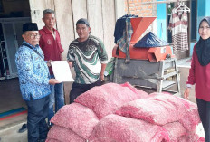 Petani di Muratara Terima Bantuan Benih Cabai, Bawang Merah Hingga Padi dan Sayur-sayuran