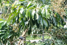 Ini Tips Merawat Tanaman Kelengkeng Agar Cepat Berbuah